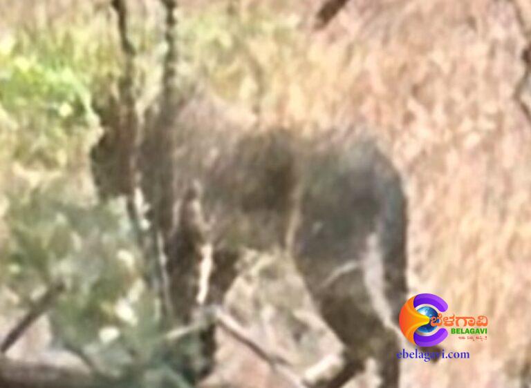 ಚಿರತೆ ಅಲ್ಲ..      ಜಂಗಲ್ ಕ್ಯಾಟ್..!