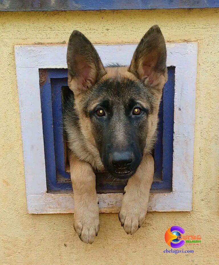 ಭೈರವ್ ಇನ್ನು ನೆನಪು ಮಾತ್ರ…!